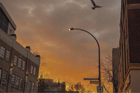 sunset, city street light, bird in sky