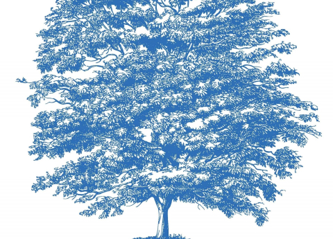 Blue, large oak tree representing MORSL branding.