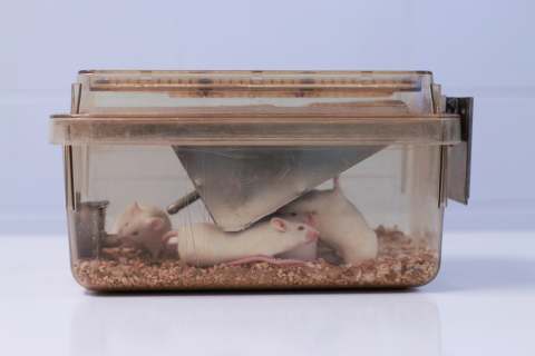 white rats in a container