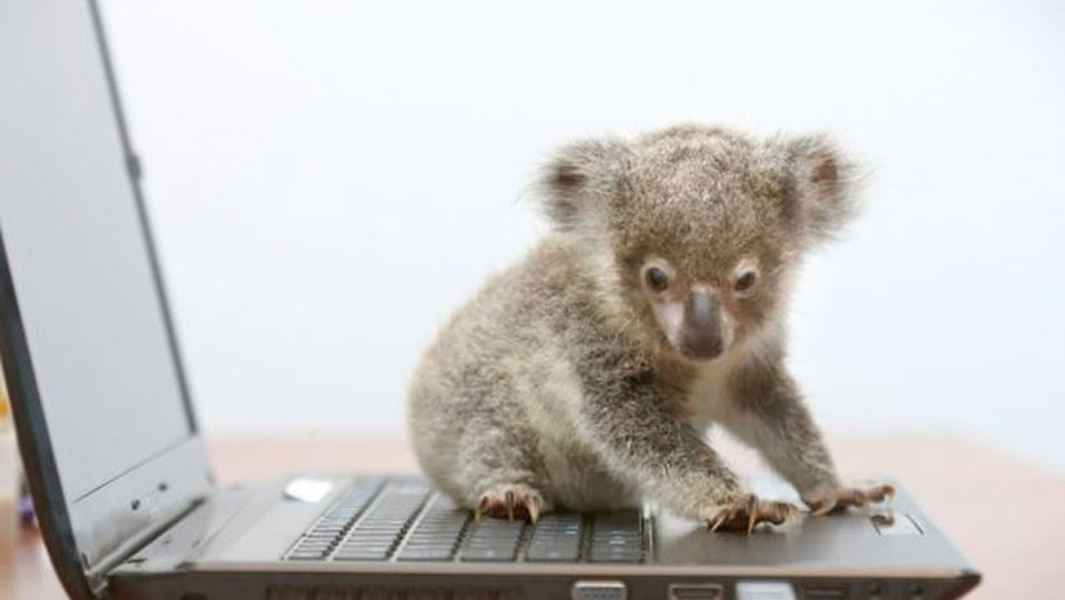 Baby koala on a laptop